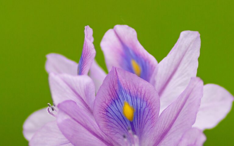 eichhornia crassipes, flower, ruffles-5025205.jpg